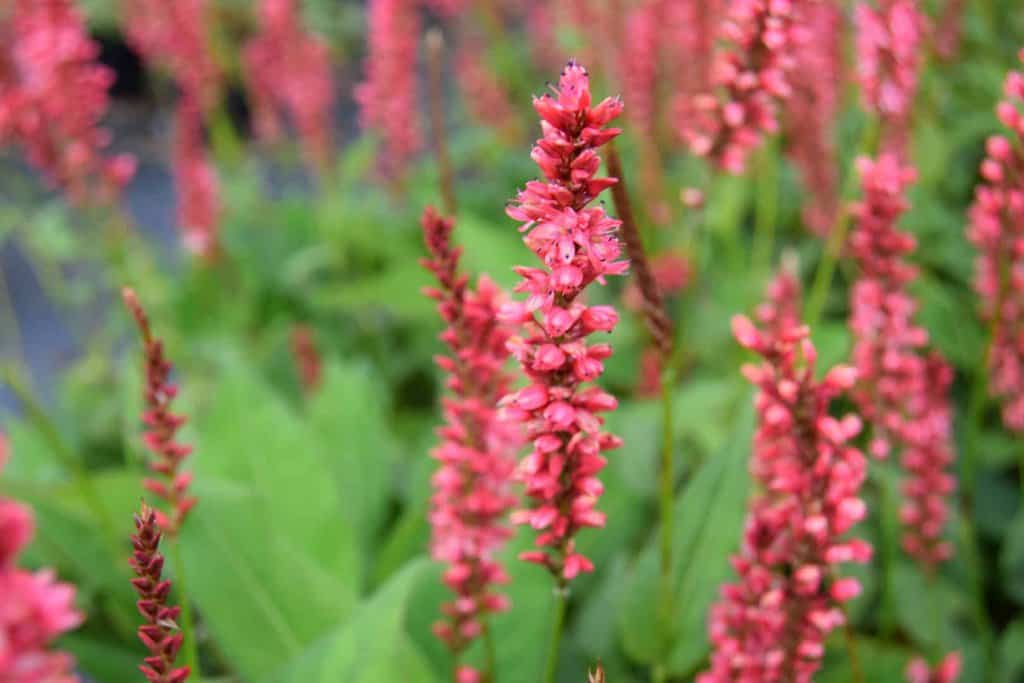 Persicaria amplexicaulis 'Orange Field' ® ---